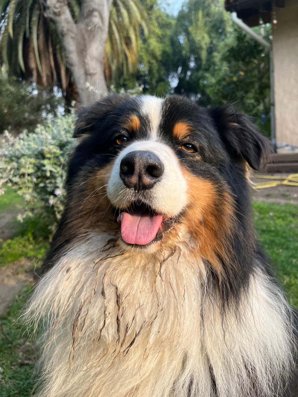 Milo